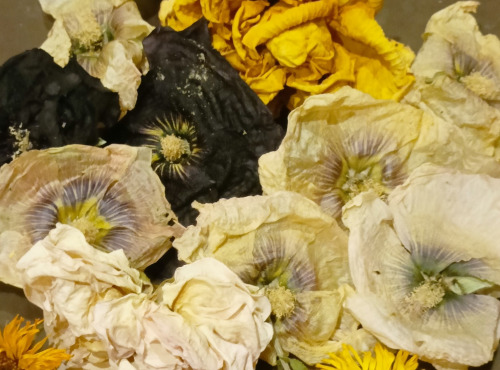 Rébecca les Jolies Fleurs - Fleurs séchées entières luxe