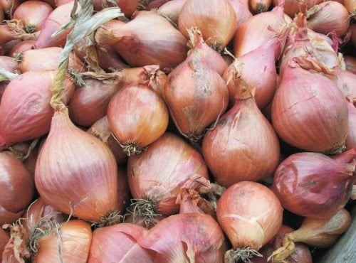 La Ferme de Goas Per - Oignon rose bio - 1kg