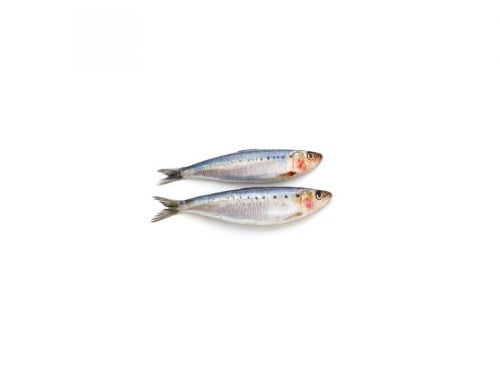 Ma poissonnière - Sardine Atlantique Entiere lot de 2kg