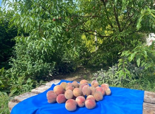 Des Poules et des Vignes à Bourgueil - Pêches de vignes pour compote, tarte , confiture