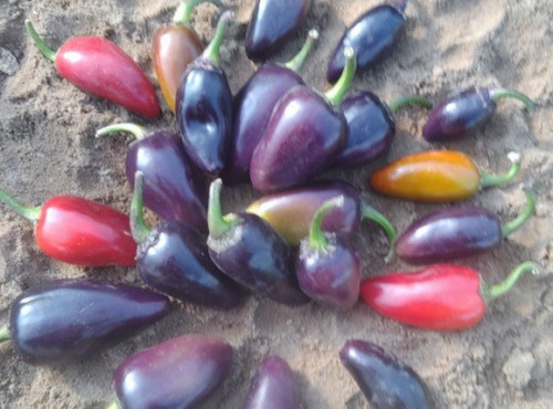 HERBA HUMANA - Piment Jalapeno Pourpre - 300g