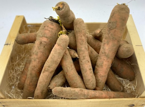 Le Panier du Producteur - Carottes des Sables - 1kg