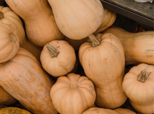 La Coussoyote - Courge butternut - 3kg