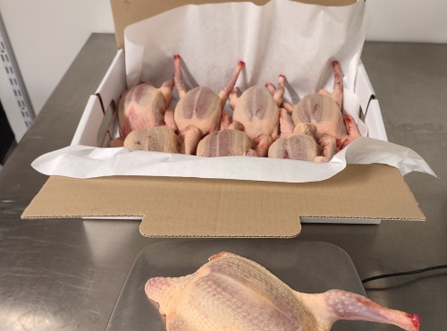 Ferme Bleu Canard - Lot de 8 pigeonneaux