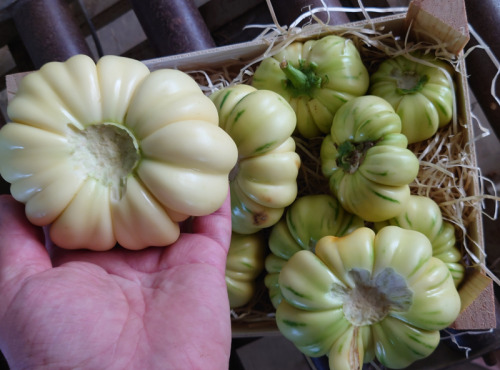 Maison du Pruneau - Cueillette du Gascon - Aubergine Djakatou 1kg