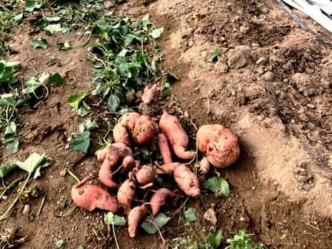 Nature et Saveurs - Ferme Aquaponique et Permacole Astérienne - Patate douce – La douceur terrienne en permaculture Marcelou