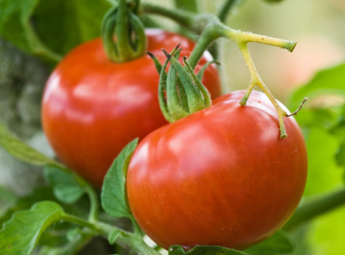 Maréchal Fraicheur - Tomates rondes - 5 kg