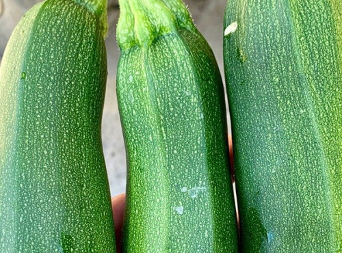 ChâteauFer - Courgette Primeur 1kg
