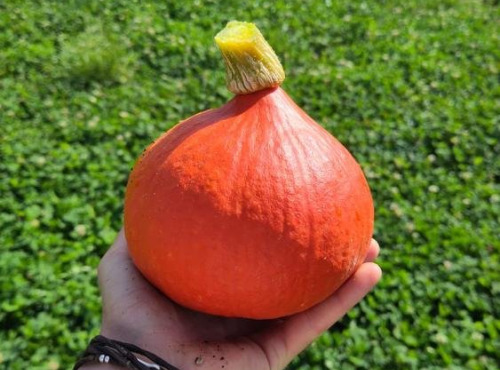 Le Maraîcheur - Courge potimarron