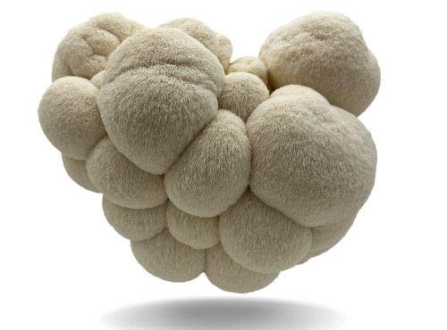 Naturélium - L'hydne hérisson 1kg