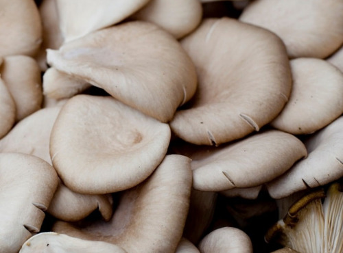 Maréchal Fraicheur - Pleurotes grises - 250 g