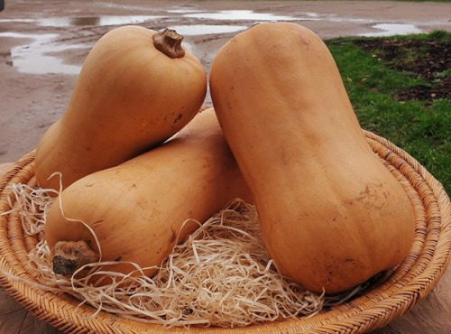 Les Champs Paradis - Courge Butternut