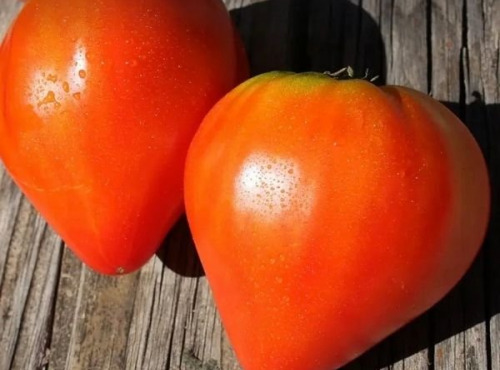 ChâteauFer - Tomate