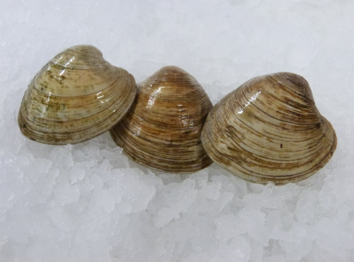 Jean Luc Le Gall Huîtres et Coquillages - clams