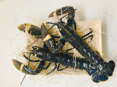 Mer Sea - Homard Du Cotentin - 500gr/pièce - Vivant