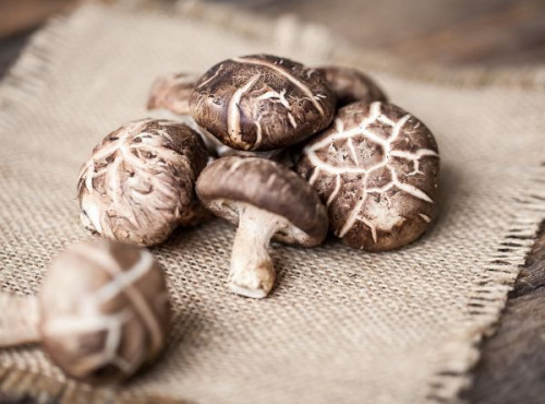 Vézère Horticulture - Champignons Shiitakes frais 3kg