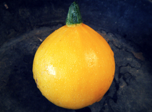 Multiproductions - Cédric Joliveau - Courgette Ronde Sun Ball, 1kg