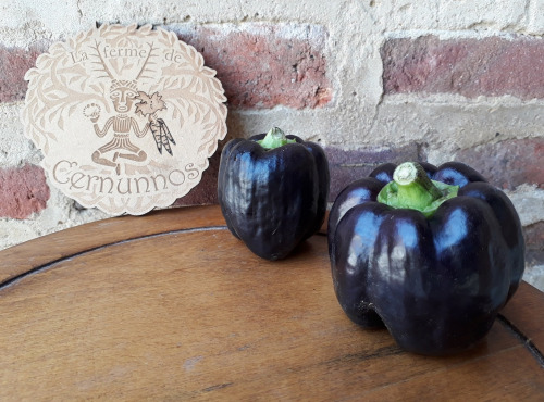 Ferme de Cernunnos - Poivron violet à l'unité