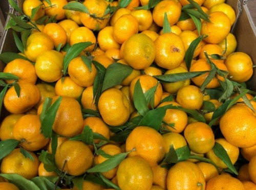 Les Hespérides - Coopérative de la Riviera Française - Mandarine 5kg