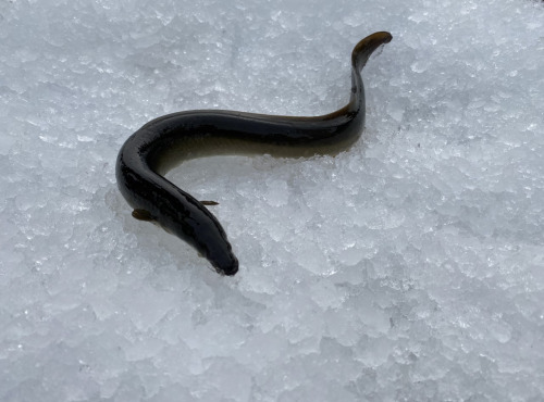 Pêcheur Toni  Micheau - Anguilles Jaunes Sauvages Vidées - 600g (2 Pièces)