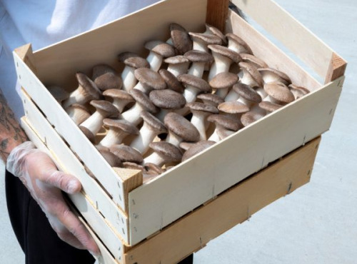 Les Myconautes - Pleurotes panicaut Bio - Cagette 3kg