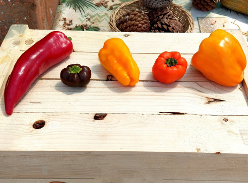 Nature et Saveurs - Ferme Aquaponique et Permacole Astérienne - Poivrons aquaponiques en mélange – 100% mûrs, 0% vert