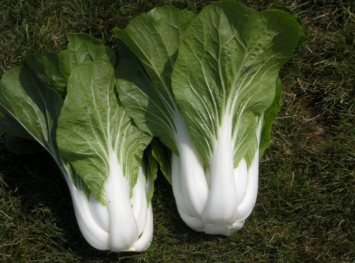 La Ferme de Goas Per - Pak-Choï Chou chinois  Bio - 1 Pièce