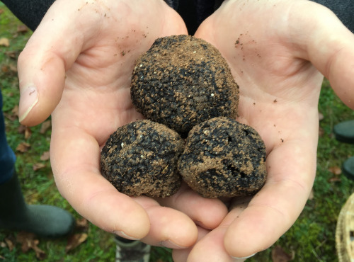 Truffe et ses saveurs - Truffe Noire Du Périgord Fraîche - 60g