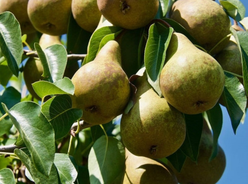 Maréchal Fraicheur - Poires Harrow Sweet BIO - 5 kg