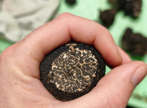 Naturélium - Brisures de truffe noire surgelées