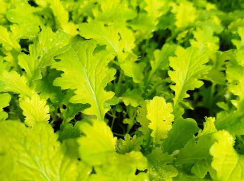 Nature et Saveurs - Ferme Aquaponique et Permacole Astérienne - Jeunes feuilles de Wasabino — fraîcheur vive et relief épicé
