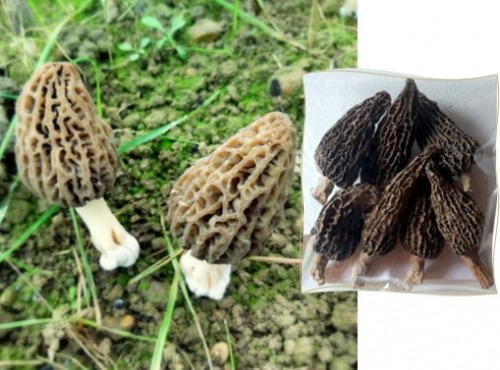 L'Agricueilleur du Suzon - Morilles françaises Bio à farcir