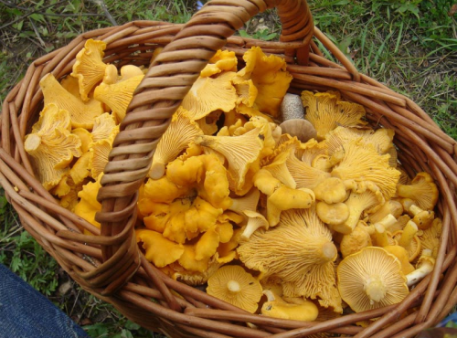 Elissalde Le Potager Basque - Girolles Fraîches Du Pays Basque - 500g