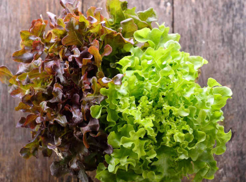 La Boite à Herbes - Lot Salade Batavia Verte Et Feuille De Chêne Bio