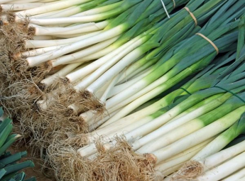 La Ferme de Milly - Anjou - Poireaux 10kg
