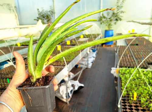 Nature et Saveurs - Ferme Aquaponique et Permacole Astérienne - Aloe Vera en Pot