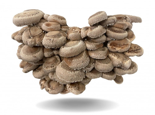 Naturélium - Le shiitake 500g