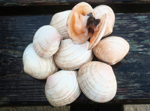 Aux Viviers de Penfoulic - Tellines épaisse- 2 kg
