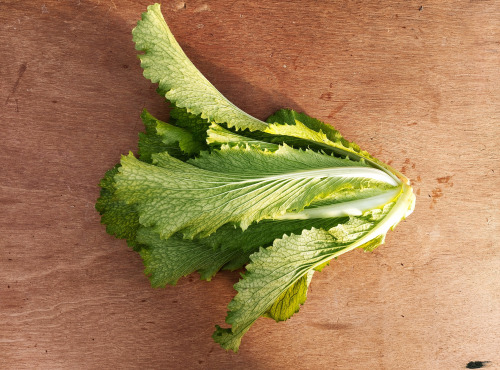 Nature et Saveurs - Ferme Aquaponique et Permacole Astérienne - Chou Petsaï Granat (Pièce)