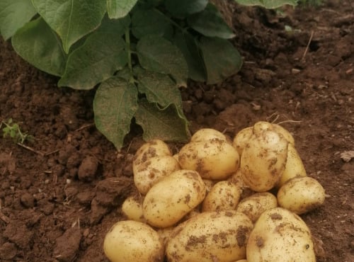 Ferme de Carcouet - Pommes de Terre Allians Bio - 9 kg