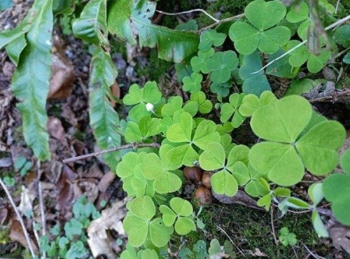 Rébecca les Jolies Fleurs - Herbes fraiches :L'Oxalis