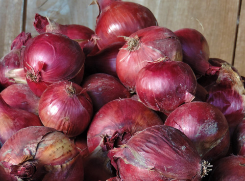 La Ferme du Polder Saint-Michel - Oignons Rouges Bio Filets 2,5kg