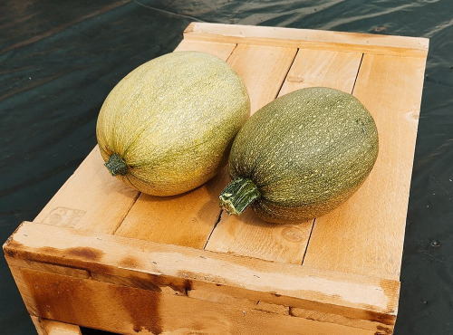 Nature et Saveurs - Ferme Aquaponique et Permacole Astérienne - Courge de siam