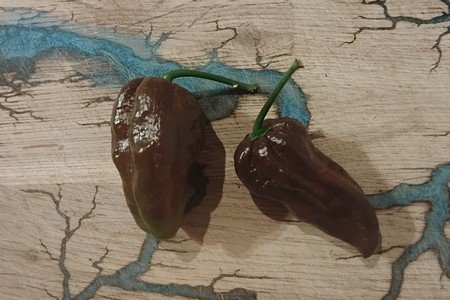 HERBA HUMANA - Habanero Choco - 40g