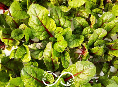 Nature et Saveurs - Ferme Aquaponique et Permacole Astérienne - Blette Rouge Charlotte