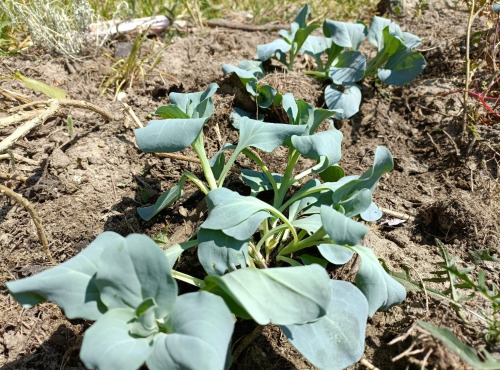 Rébecca les Jolies Fleurs - Herbes fraiche : Huitre végétale