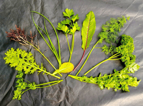 Nature et Saveurs - Ferme Aquaponique et Permacole Astérienne - Bouquet d'aromatiques en mélange - 100g