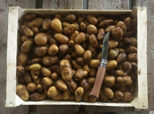Nature et Saveurs - Ferme Aquaponique et Permacole Astérienne - Pommes de Terre Grenaille