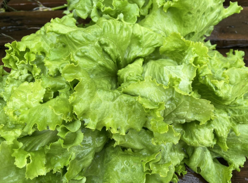 Le Potager de Sainte-Hélène - Salade batavia verte