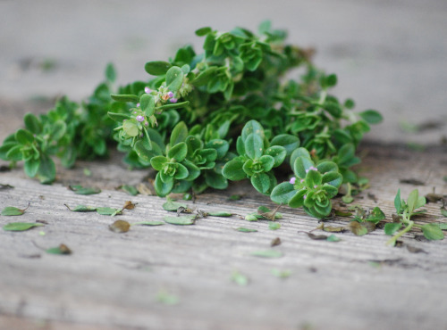 La Boite à Herbes - Thym Citron Bio - 100g